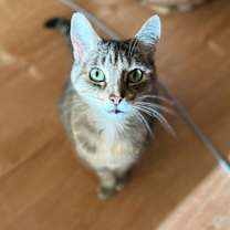 Thumbnail photo of ROSE & LEFTY #1777-Offered by Owner-Bonded Seniors #4