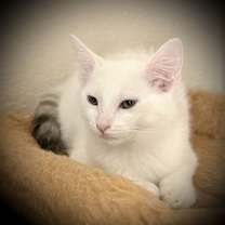 Thumbnail photo of Finley #2