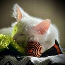 Thumbnail photo of Finley #3