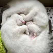 Thumbnail photo of Finley #4