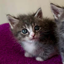 Thumbnail photo of Samhain #1