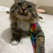 Thumbnail photo of Teddy OBCR-1783 #2