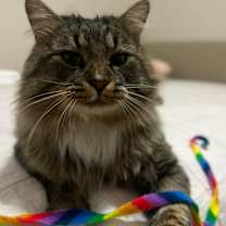 Thumbnail photo of Teddy OBCR-1783 #3