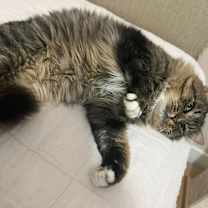 Thumbnail photo of Teddy OBCR-1783 #4