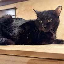 Thumbnail photo of BO JACKSON #2