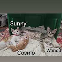 Thumbnail photo of Wanda #2