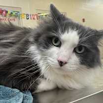 Thumbnail photo of Murphy (at Smitten Kitten) #2