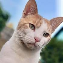 Thumbnail photo of Creamcicle aka Otis #2