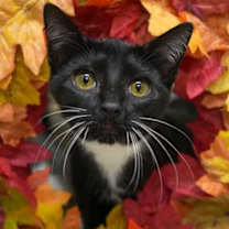 Thumbnail photo of Ska 59245 #1