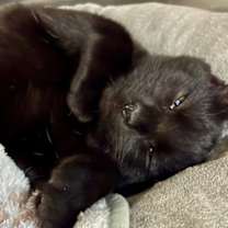 Thumbnail photo of PEPPER #2