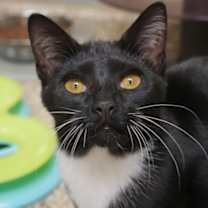 Thumbnail photo of Ska 59245 #2