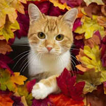 Thumbnail photo of Zest 59808 #1