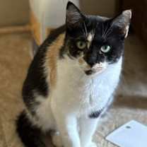 Thumbnail photo of Willow #1