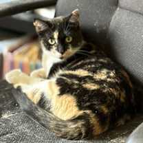 Thumbnail photo of Willow #2