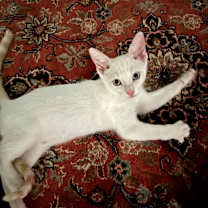 Thumbnail photo of Ember #1