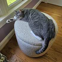 Thumbnail photo of Stitch #4