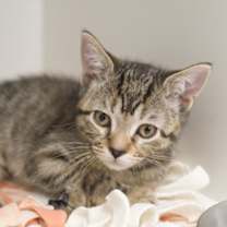 Thumbnail photo of Candy Crisp #3