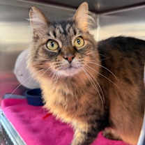 Thumbnail photo of Lucifer #2