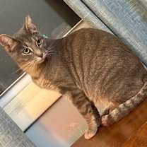 Thumbnail photo of Aanya (sweet silver tabby) #3