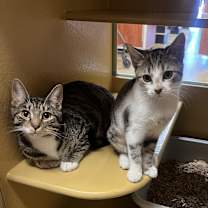 Thumbnail photo of Leo #1