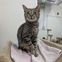 Thumbnail photo of Ferguson #2