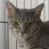 Thumbnail photo of Melondo #3