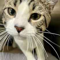 Thumbnail photo of LB (TAS #6) #1