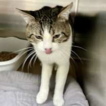 Thumbnail photo of LB (TAS #6) #2