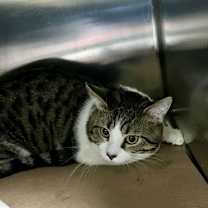 Thumbnail photo of LB (TAS #6) #3