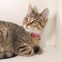 Thumbnail photo of Nyota #3