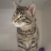 Thumbnail photo of Queen #3