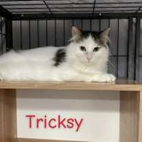 Thumbnail photo of Tricksy #1