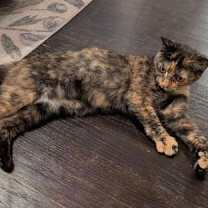 Thumbnail photo of Priscilla #2