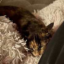 Thumbnail photo of Priscilla #3