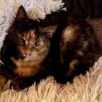 Thumbnail photo of Priscilla #4