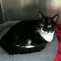 Thumbnail photo of Lenore #1