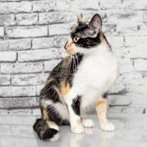 Thumbnail photo of Callie #3