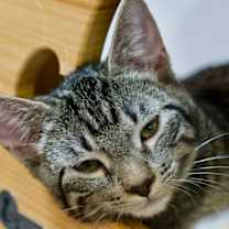 Thumbnail photo of Blaine #2