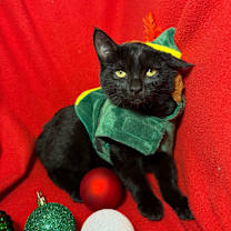 Thumbnail photo of Amani  #1