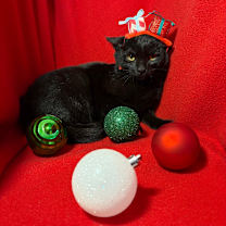 Thumbnail photo of Amani  #3