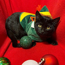 Thumbnail photo of Amani  #4