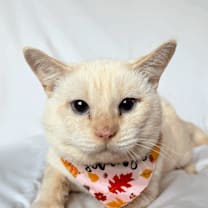 Thumbnail photo of Cotton #2