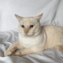 Thumbnail photo of Cotton #3