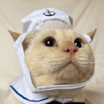 Thumbnail photo of Cotton #4