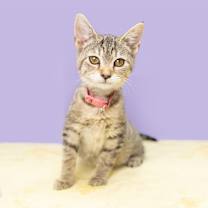 Thumbnail photo of Imposter Lulu #3