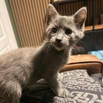 Thumbnail photo of McRib #2