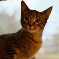 Thumbnail photo of Comet #3