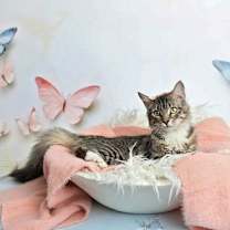 Thumbnail photo of Petunia #2