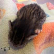 Thumbnail photo of Tessa #3