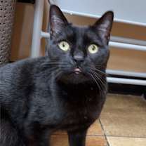 Thumbnail photo of GiGi #1